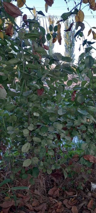 OLCHA va SHIYPONKA ko'chatlari bor