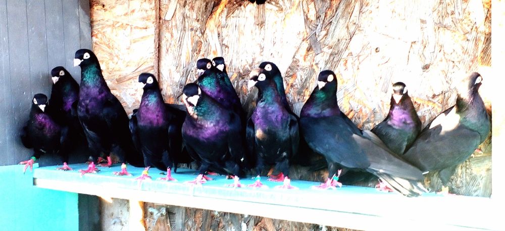 jucatori de galati cu joc și zbor