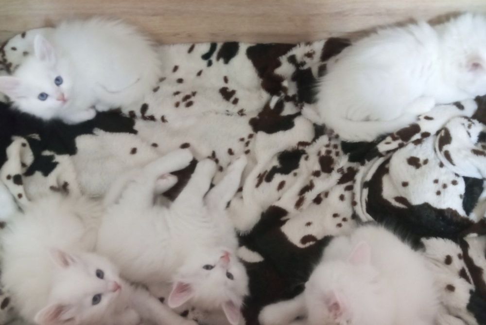котята турецкой ангоры СРОЧНО