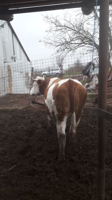 Vând junică bălțată românească