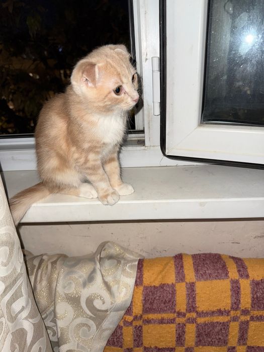 Отдам котенка скотиш фолд