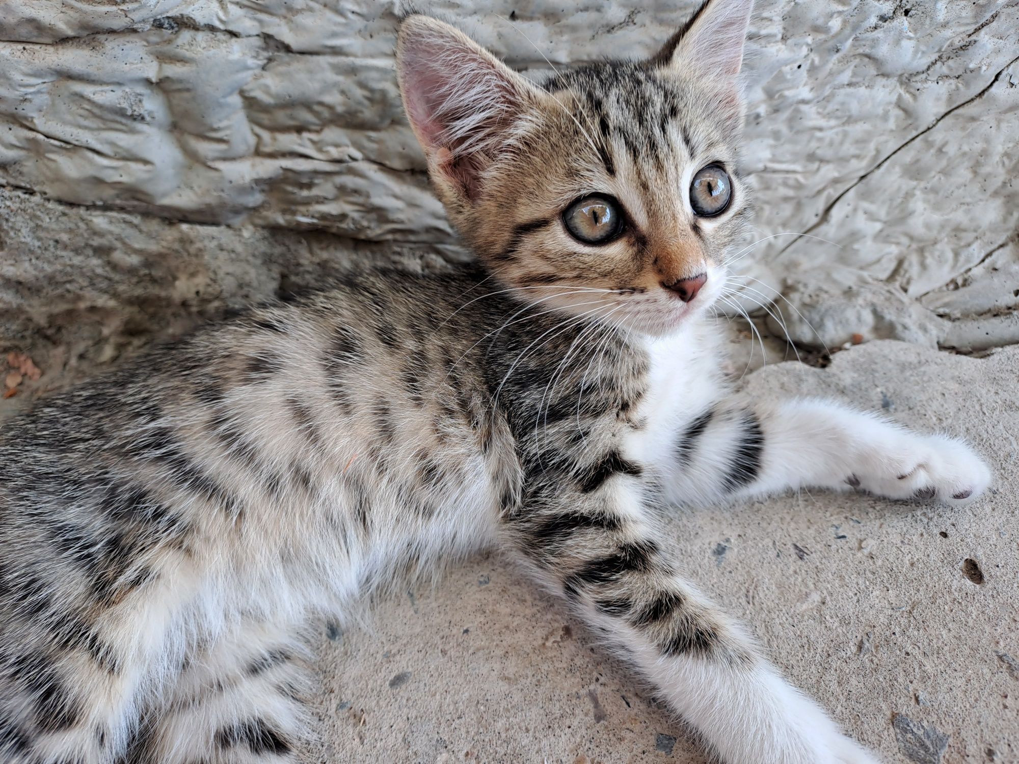 Котята два месяца