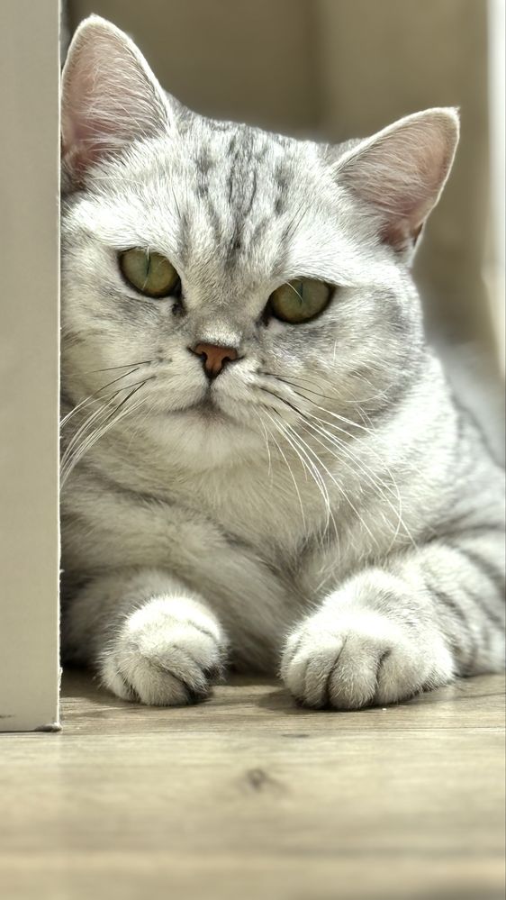 Котка британка късокосместа