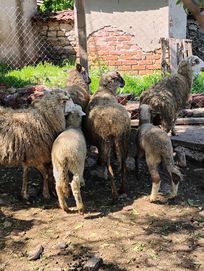 Продавам четири млади овце за дамазлък