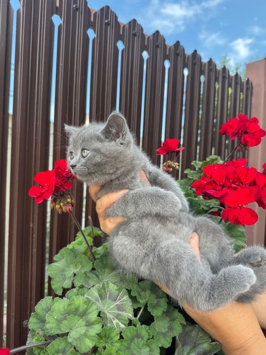 Pui de pisica rasa British shorthair