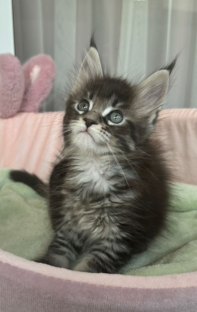 Pisica Maine Coon cu pedigree