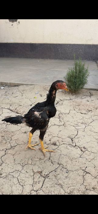 2ta joʻja sotiladi srochna