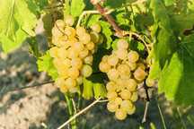 Struguri de vin fetasca galben de odobesti avem toate soiur de strugur