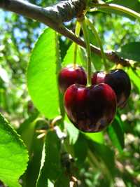 Vindem pomi fructiferi | plantam si livram in toata tara
