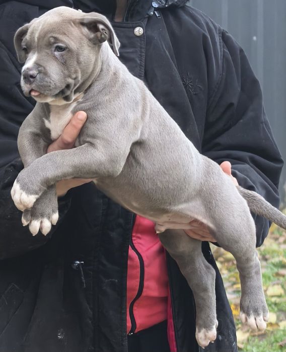 Американско Були ХЛ / American Bully XL  2 момчета и 2 момичета