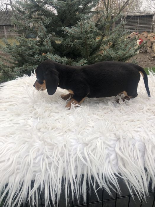 “Cătel teckel”….