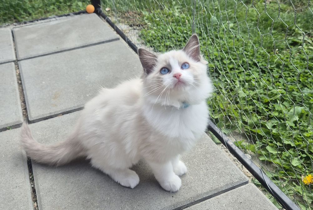 Ragdoll Blue Bicolor superb