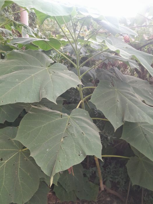 Пауловния. Висококачествени фиданки