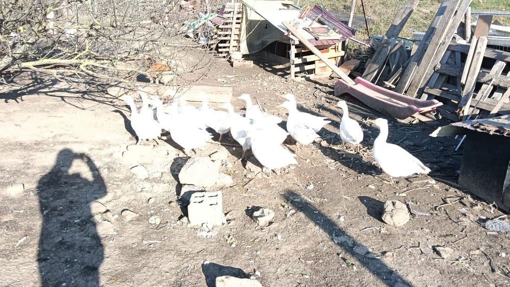 Vand gaste 16 bucati