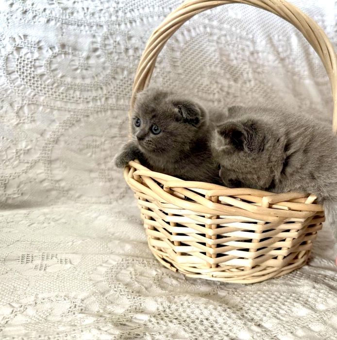 Продаются котята - шотландской породы