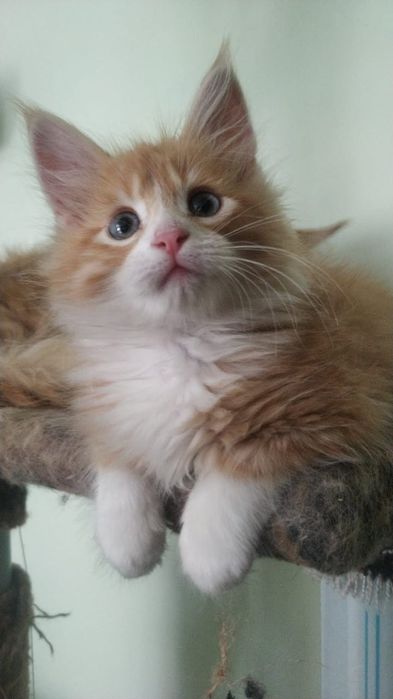 Продам котенка порода Мейн Кун