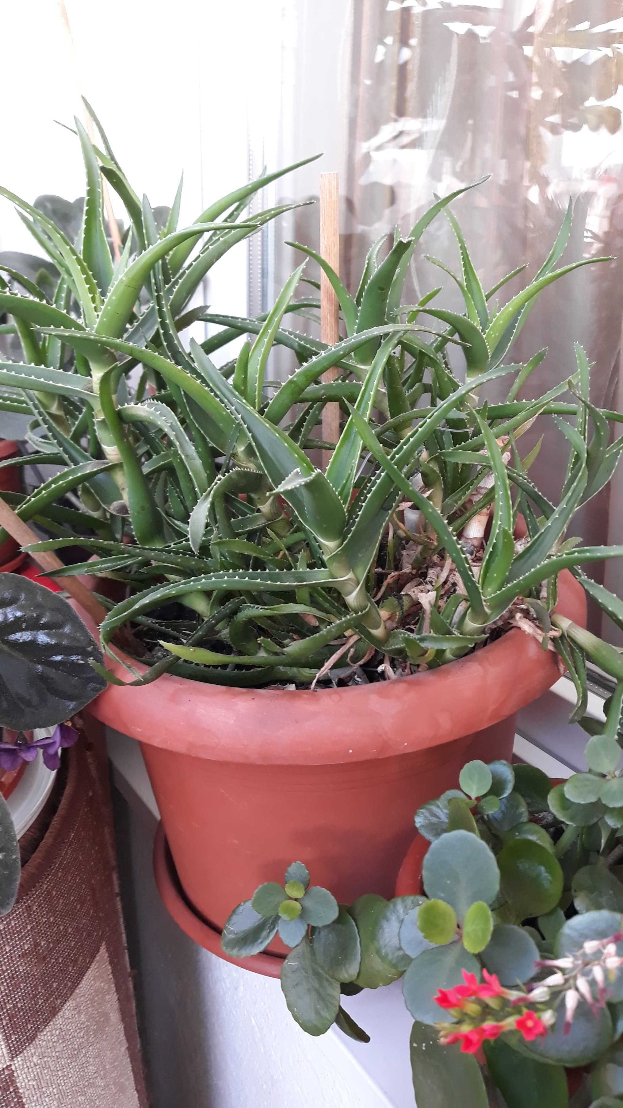 Plante de Aloe vera,din planta Mama de 9 ani.