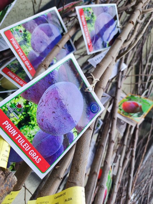 Pomi fructiferi : pruni meri cireși peri