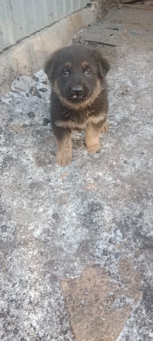 Щенки немецкой овчарки