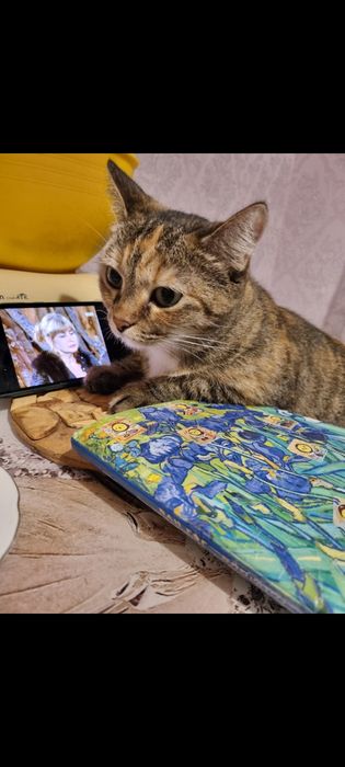 Отдам кошку в хорошие руки домашняя в частный дом для улицы не пойдёт