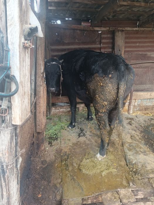 Продам сочную Корову с Бычком