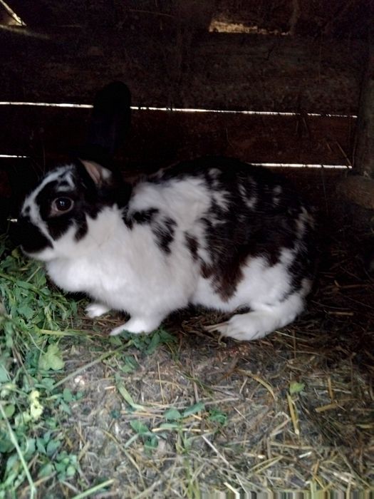 Iepuri de casa 4 buc !!