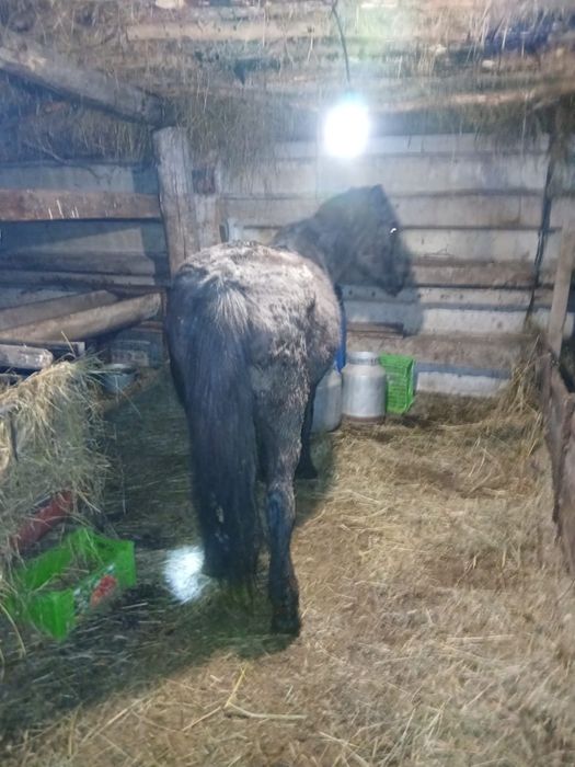 Продам кобылу за 550 тысячи