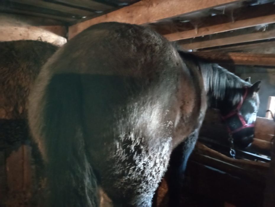 Продам тайчика с откорма