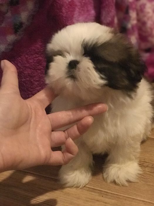 Прекрасные малыши Ши-тцу.