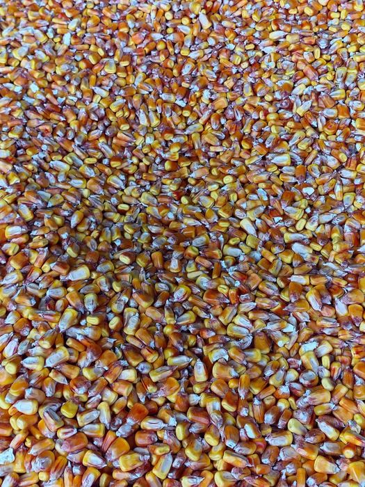 Porumb,grau,orz,ovaz