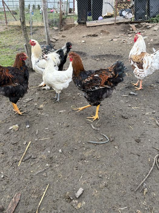 Cocosi tineri diferite rase