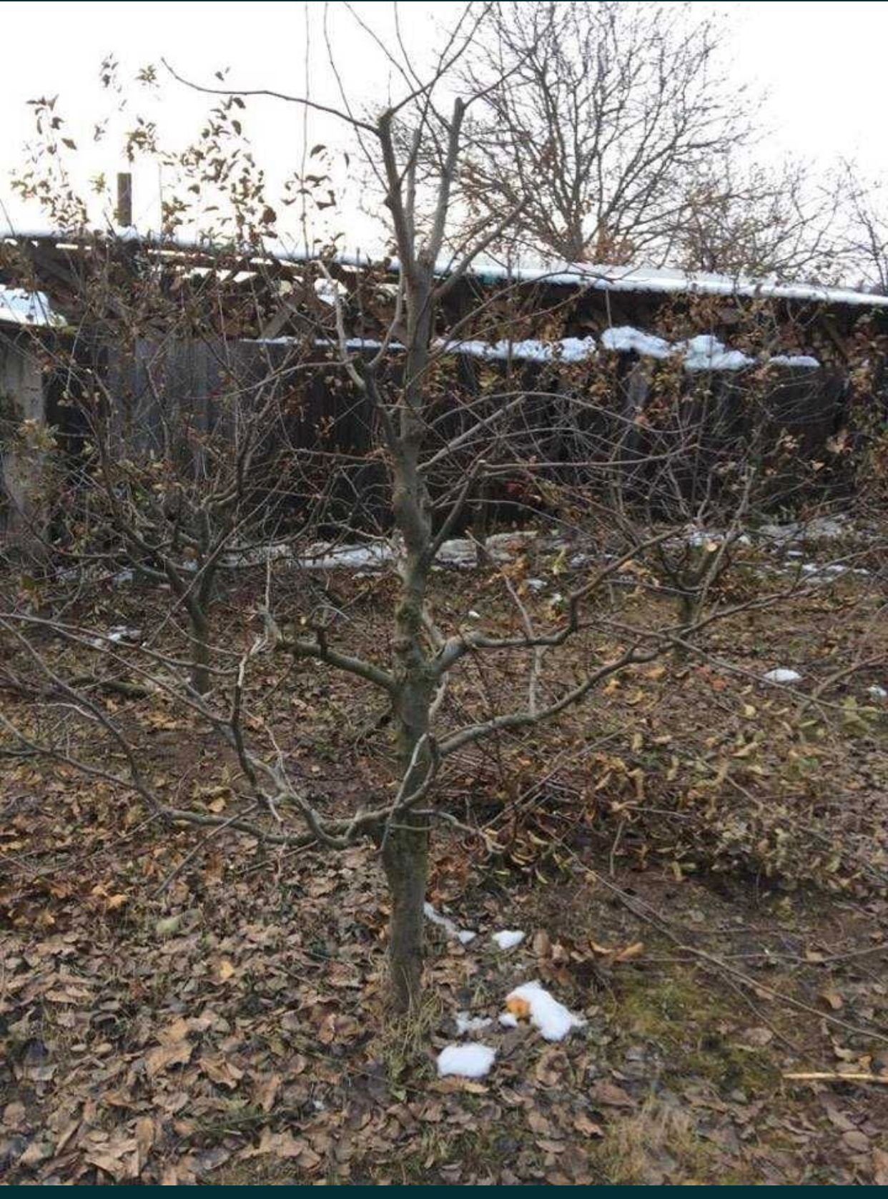 Tăiere/Cosmetizare/Pomi Fructiferi Rapid.