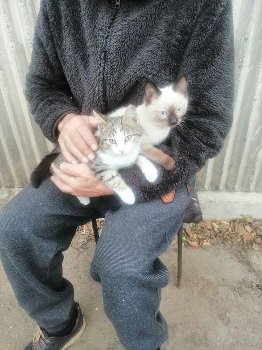 Котята в добрые руки