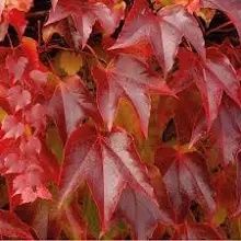 Iedera rosie diverse marimi