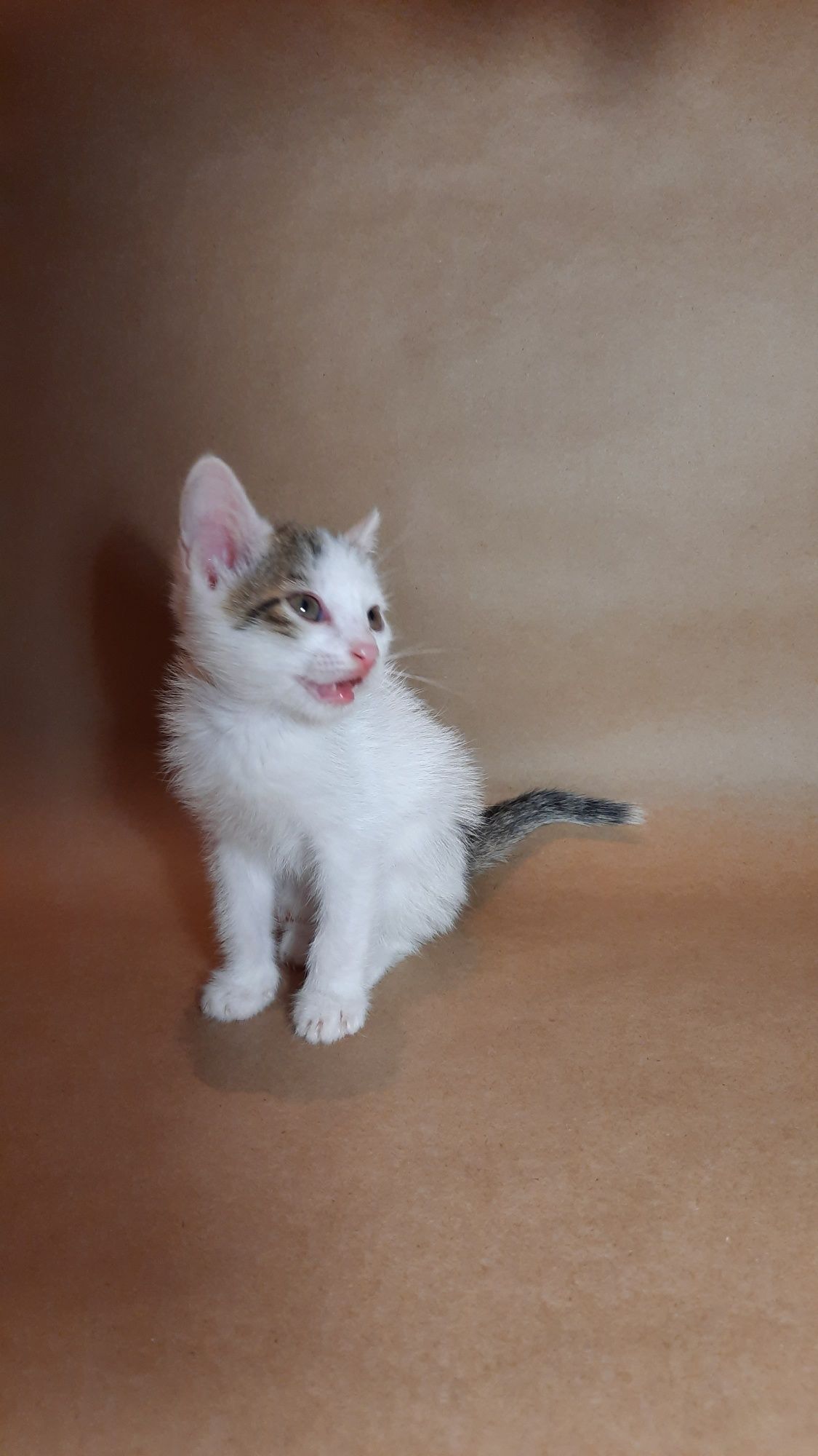 Котята в хорошие руки