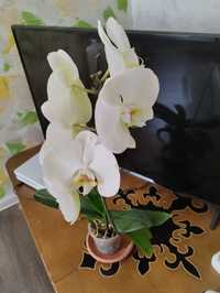 Орхидея. Комнатные растения.цветы