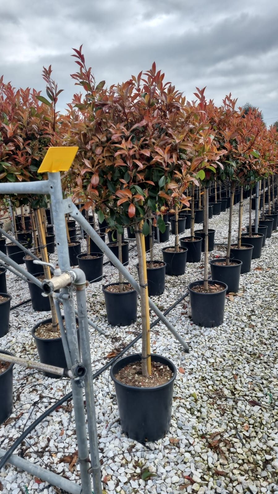 Photinia/ tuia leylandii