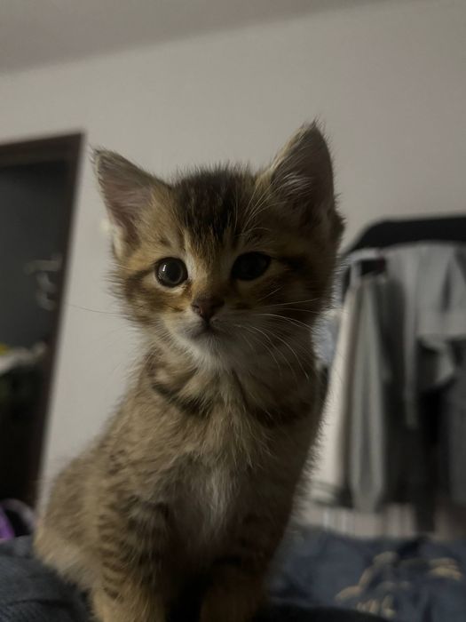 Продаётся котята