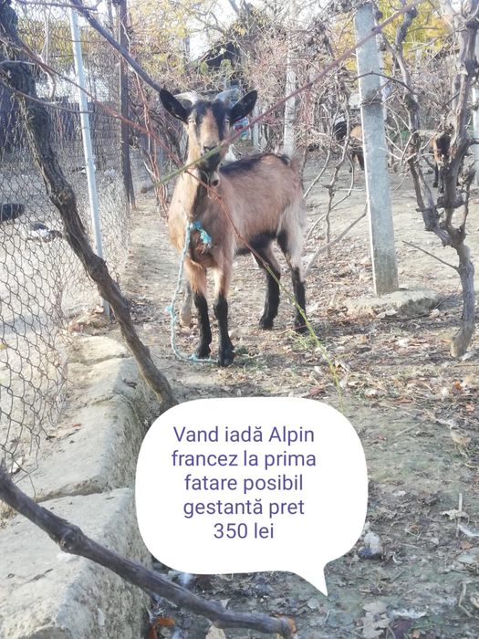 Vand 7 capre si un țap