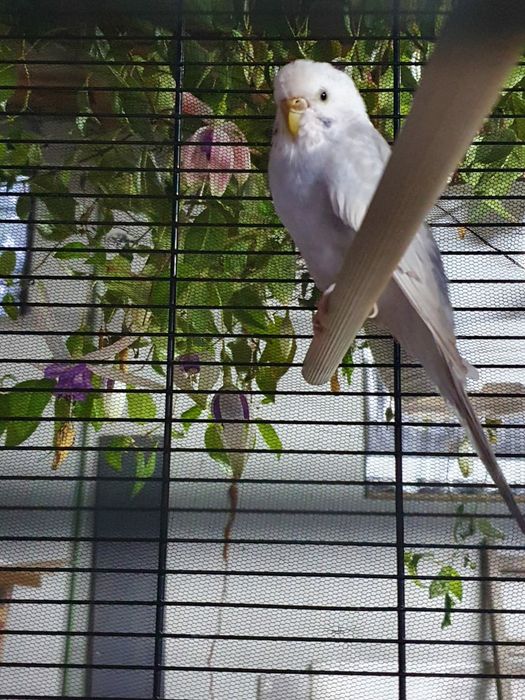 Vând Papagali Peruși diferite culori