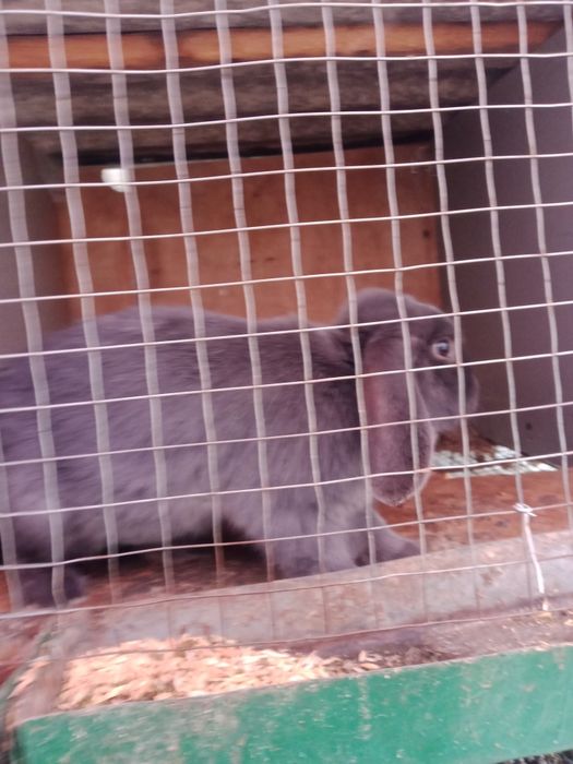 Srochna Quyon sotiladi