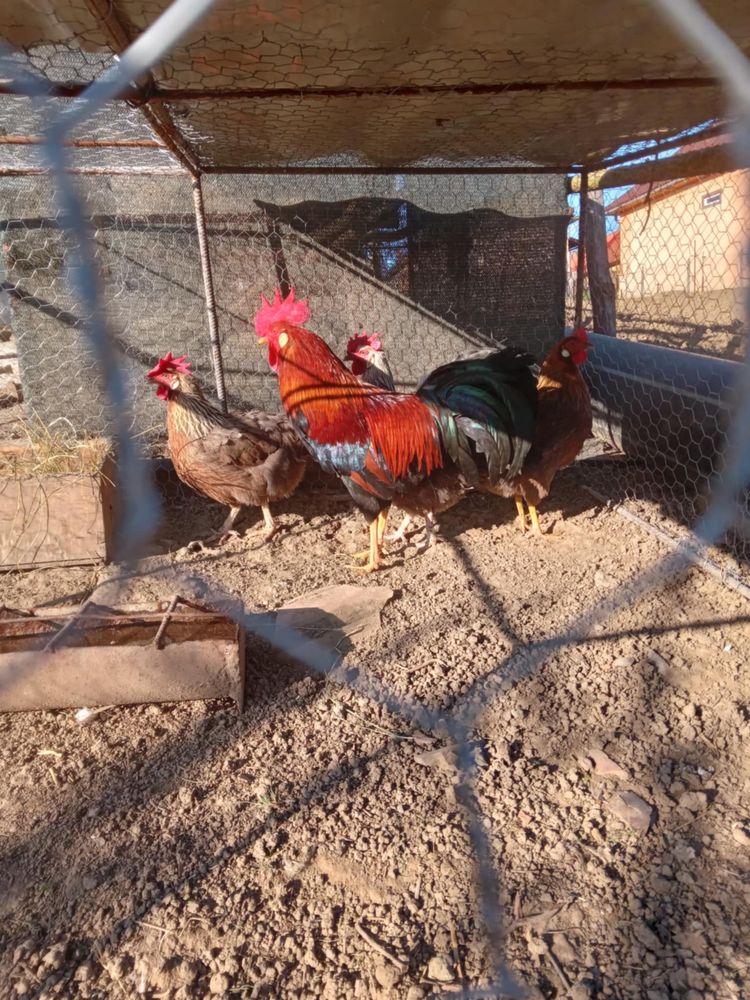 de vanare gain si cocos italian sau oua pentru incibat