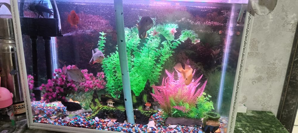 Аквариум 130л Риба хищник 8 шт срочно прадам