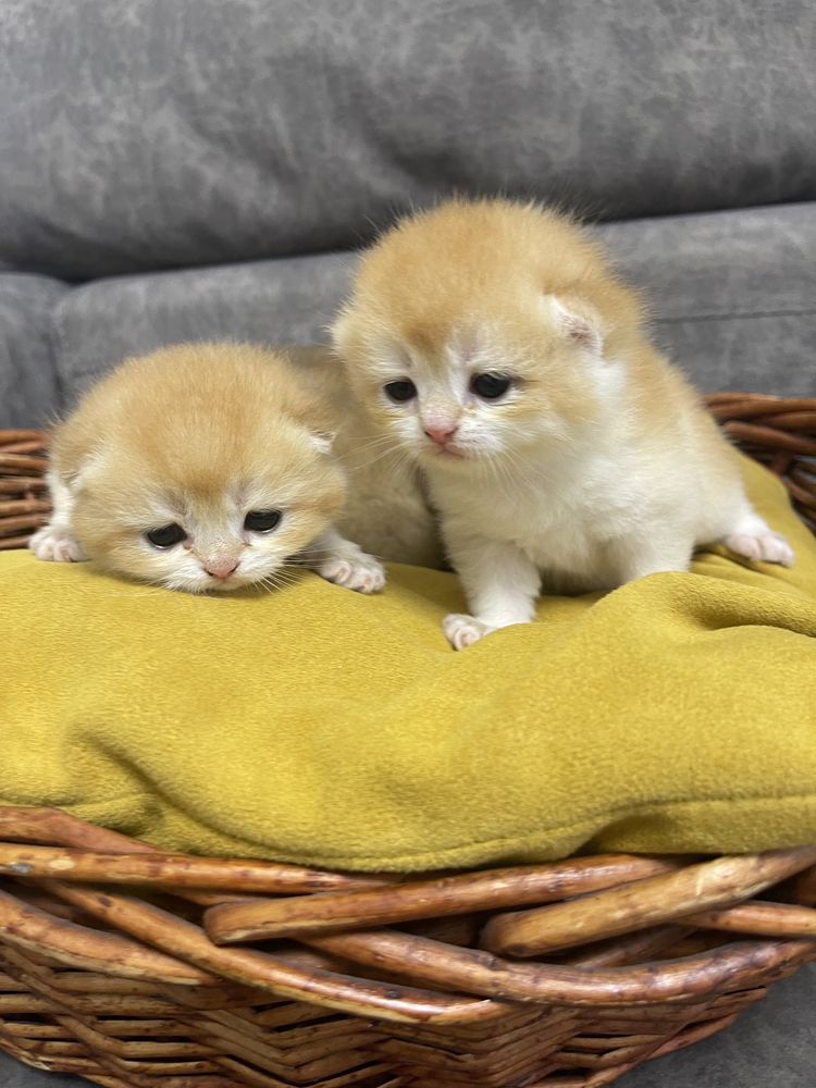 Шотландские золотые котятата шиншилята