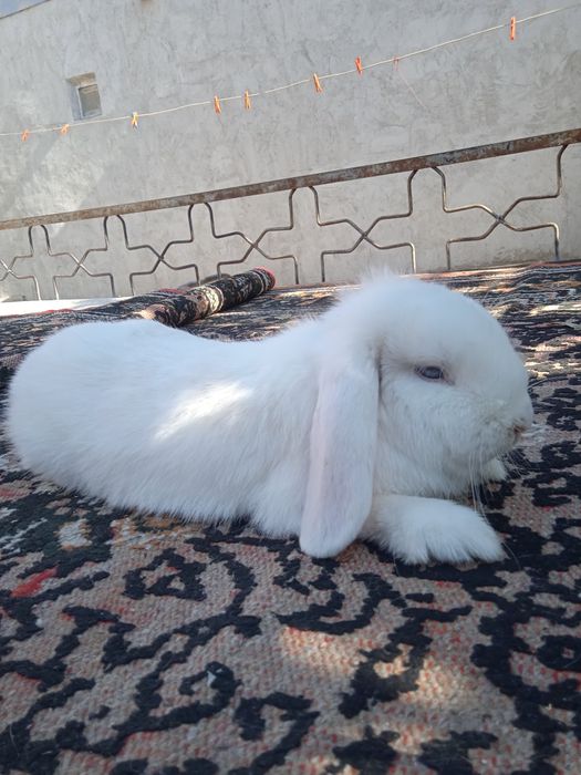 Карлик баран олмаз глаз