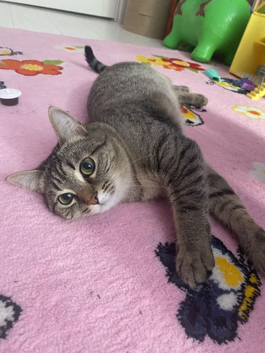 Срочно отдам кошку в добрые руки