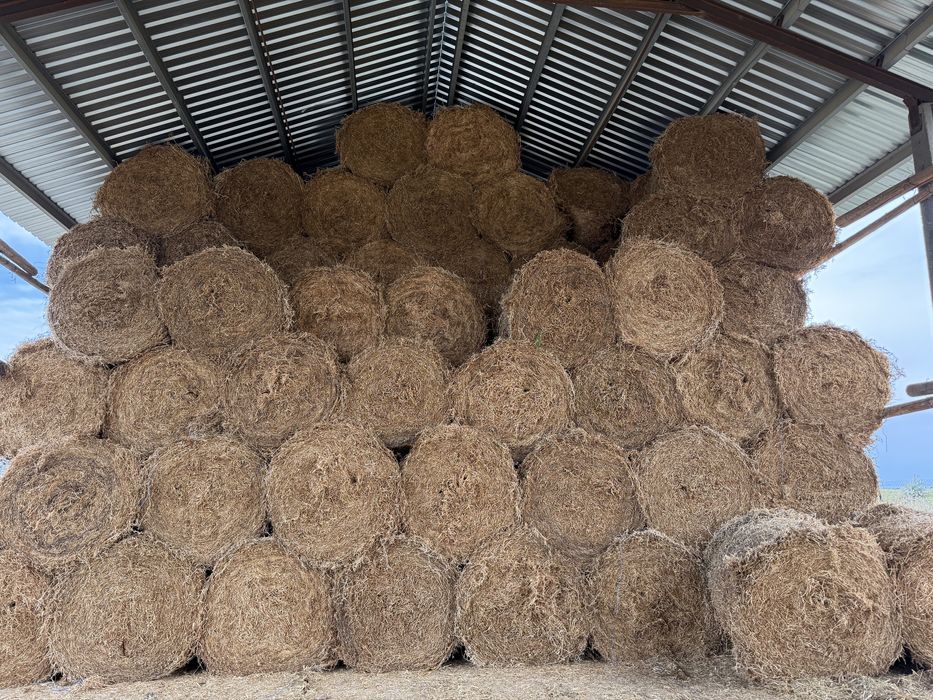 Vand Baloti de mazare, coceni, paie de orzoica si grau