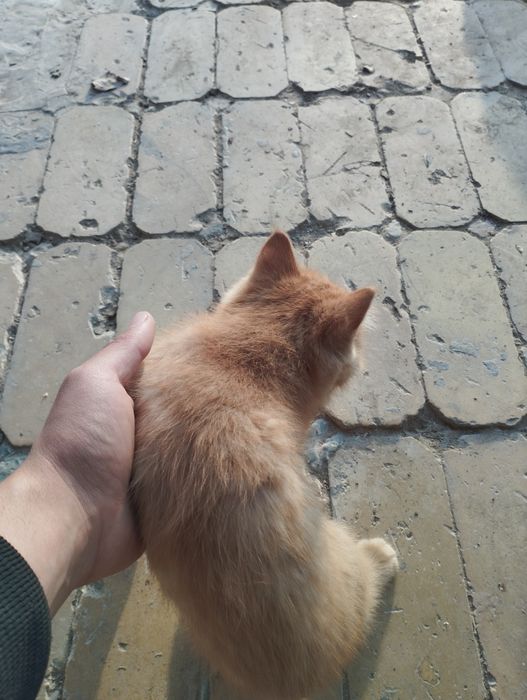 2 ta mushuk bor besplatna