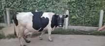 Vaca De vanzare.
