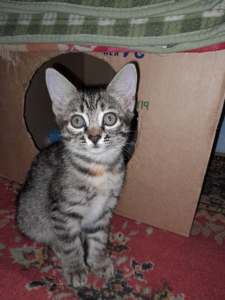 Котята бесплатно